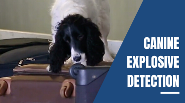 Canine Explosive Detection Teams